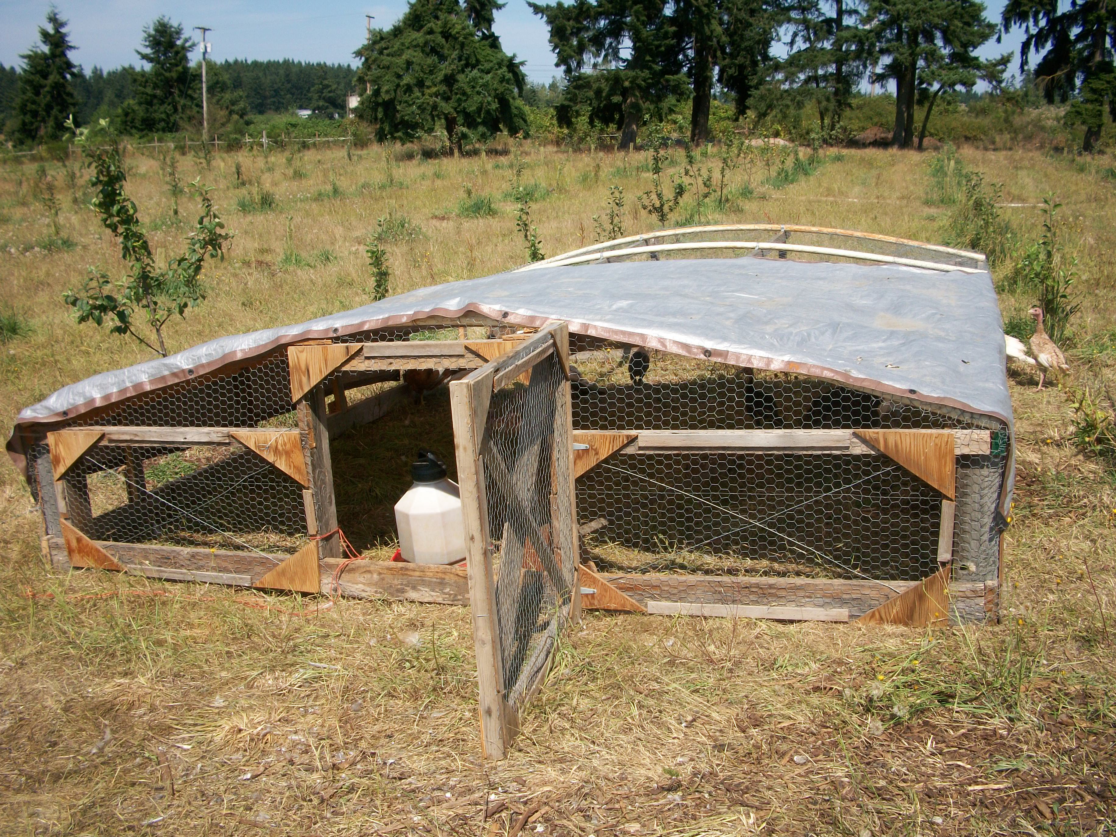 Raising Solar Chickens?
